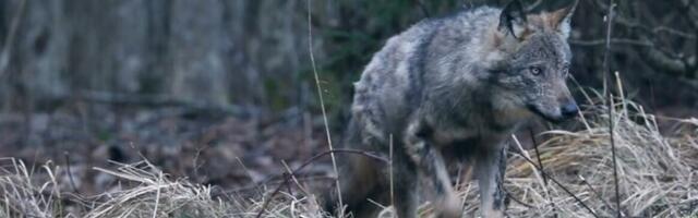 Soome lubab alates 2026. aasta algusest huntide küttimist