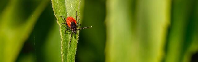 Puugid on juba liikvel! On aeg end puukentsefaliidi vastu vaktsineerida