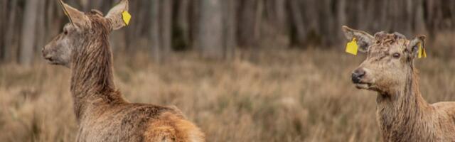 Hiiumaa punahirvede saladus: kuidas kõrvamärgid paljastavad tõsiseid tervise- ja õigusprobleeme