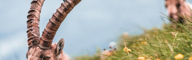 Horoskoop : miks Kaljukitse tähtkuju on kõige parem?