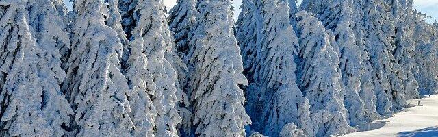 8 soovitust talviseks päevaks metsas