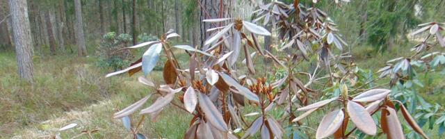 Talvest kahjustunud puude-põõsaste tagasilõikamisega tasuks oodata