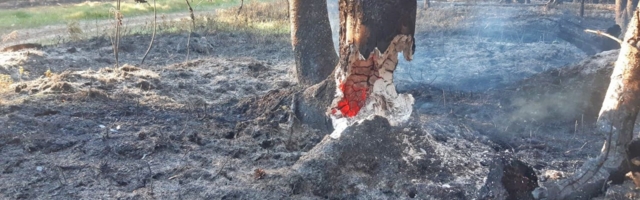 Kloogal põles üle 100 hektari raba ja metsa