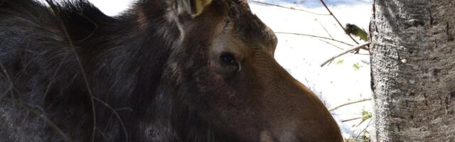 Tartu jahimehed päästsid jäisest veest põdra