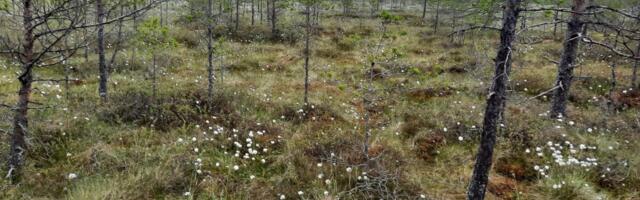 Eesti jätkab looduskaitseliselt väärtuslike märgalade taastamistöid