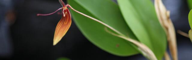 1.–10. märtsini toimub Tartu Ülikooli botaanikaaias orhideenäitus