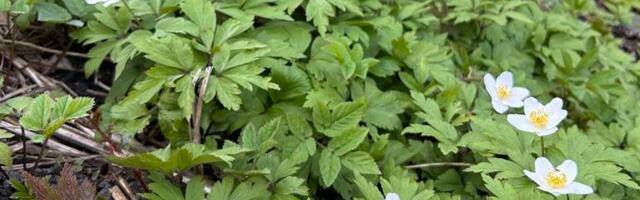 AHTO ILMAJUTUD | Kõrgrõhkkondade võidukäik jätkub