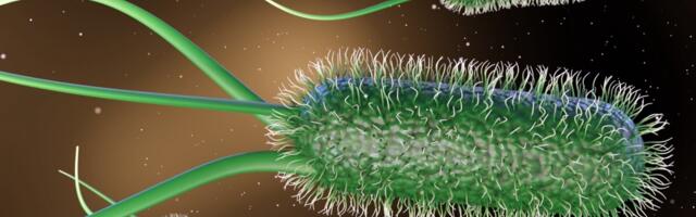 Russalka juures oleva Ingliranna vees leidus soolebaktereid