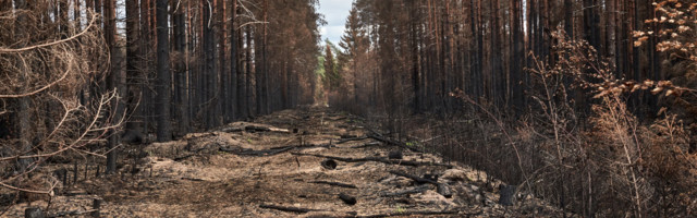 Metsatulekahjud Eestis ja välismaal: kuidas üks mets põlema läheb?