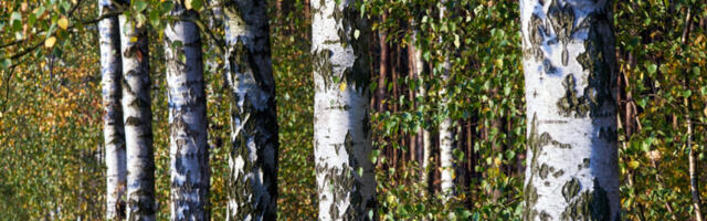 Kuidas päästa Eesti kask ahjust? Teadlased ja ettevõtjad otsivad lahendust kvaliteetset kasepuitu rikkuvale punasüdamikule