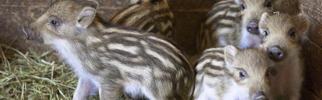 Keskkonnaagentuur: seakatku piiramiseks tuleb Eestis küttida ligi 15 000 metssiga