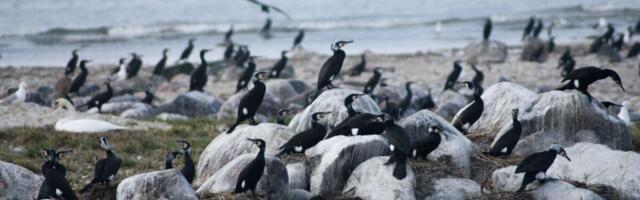 Kalavarude kaitseks teostasid kalurid kormoranide munade õlitamise