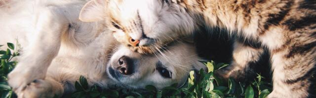 Kuidas kaitsta aastavahetusel neljajalgseid pereliikmeid?