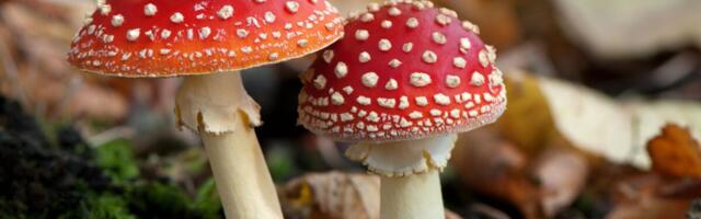 Mürgistusteabekeskus: punane kärbseseen ei ravi haigusi