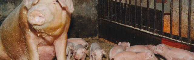 Seakatku kriis süveneb: jaanuariks-veebruariks võib Eesti lautades saabuda tühjus