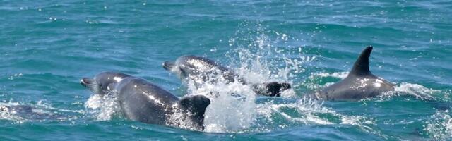 Suhtlemisaltid delfiinid püsivad kauem noored