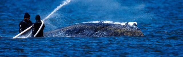 VIDEO | Hõisati liiga vara! Vabaks ujunud vaal jäi uuesti, juba viiendat korda madalikule kinni