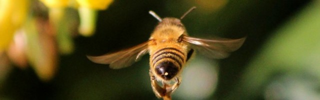 Mis juhtub, kui mesilane otse silma nõelab? Üks mees sai seda ise kogeda
