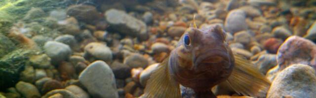 Бычок-кругляк, угорь и голец стали кандидатами на титул "Рыба года"