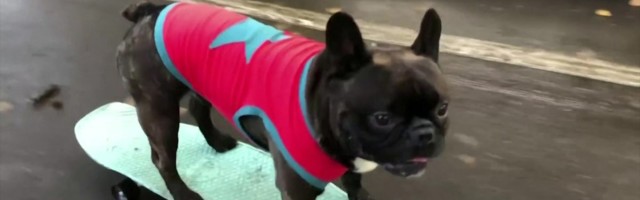 Reporter: Moskva rulaparkides trikitab 3,5-aastane Nord Boss