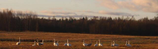 Liidud: aita kaardistada linnukahjusid