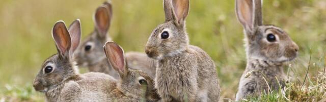 VIDEO | Kaamera ette jäi armsa jänesepere õhtune trall