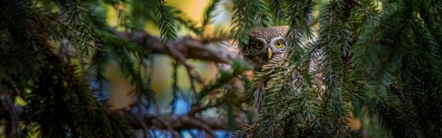 Kassikakk vajab Eesti looduses säilimiseks iga pesakoha kaitset