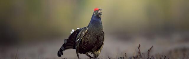 Paide metsis ja Türi hallpõsk-pütt pälvisid linnuvaatluspäeval ässa tiitli