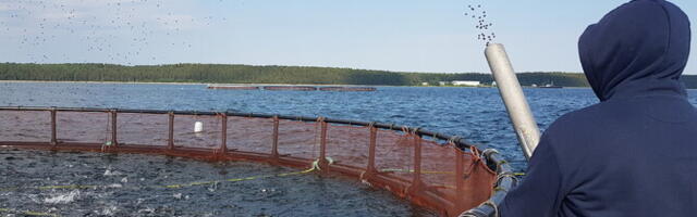 PRFoods müüb Saare Kala Tootmise Läti kalatöötlejale