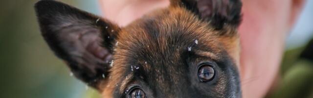 Nunnumeeter põhja - Lõuna prefektuuri saabus uus koerabeebi Runa