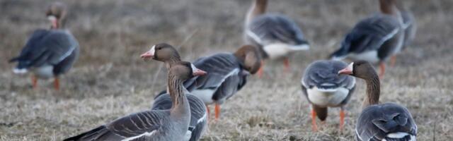 Lihavõtte linnuvaatluspäevadel nähti tänavu üle 80 000 linnu