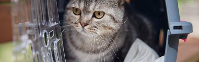 Uus kord lemmikloomadega reisimisel: kaasa saab võtta kuni viis looma või lindu