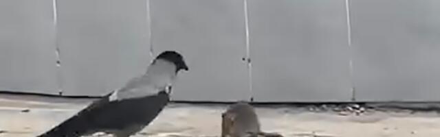 VIDEO: vares kimbutab rotti