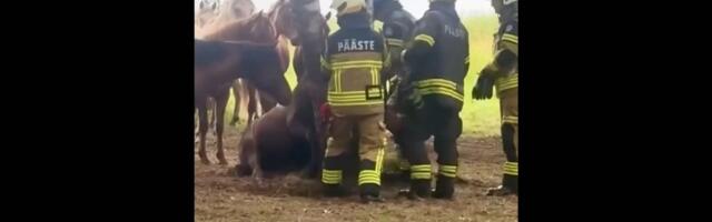 VIDEO | Omapärane päästeoperatsioon: Pärnu Raeküla rannas jäi hobune peadpidi kahe puu vahele kinni