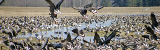 Loomakasvataja: tundub uskumatu, aga hanelised söövad veiste eest kogu toidu ära