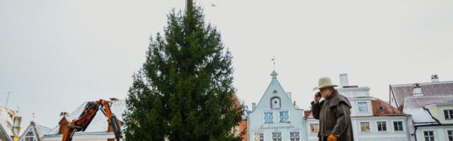 Tallinna Linn paigaldab jõulupuu Raekoja platsile mullusest nädal varem