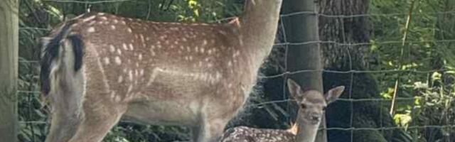 Elistvere loomaparki tunginud koerad murdsid maha kabehirve vasika