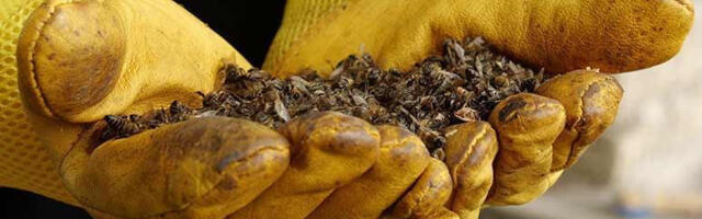 Miks mesilased massiliselt surevad