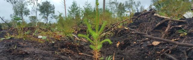 Okaspuu raiemaht saab kasvada vaid USA lõunaosariikides