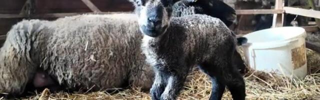 ARMAS VIDEO | Iisaku talus vupsas ühe päevaga ilmale ligi 50 lambatalle korraga