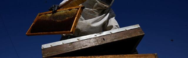 Aasta põllumees läheb kasumijahile: investeerime mesilaste andmetesse