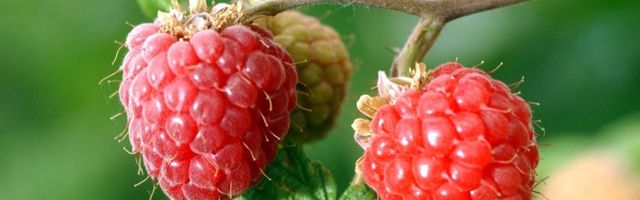 Vaarikas – taim, mille lehti peaks leiduma kõikide naiste ravimikapis