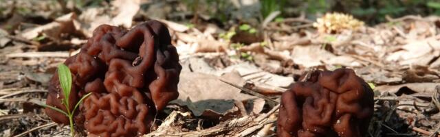 Mürklit aetakse tihti segamini mürgise kevadkogritsaga: kuidas neil vahet teha?