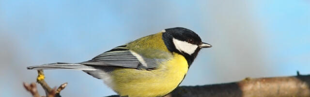 Talvisel aialinnuvaatlusel märkasid vaatlejad kõige enam taas rasvatihaseid