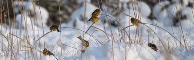 ILMATEADE | Külmakraade tuleb juurde, tuul süvendab külmatunnet