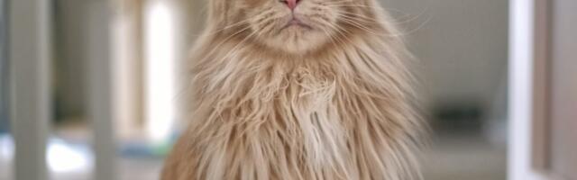 KES ON KES: maine coon ehk meini kass