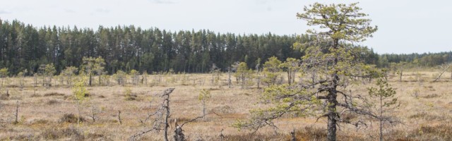 Looduseinimesed tahavad Alutaguse rahvusparki laiendada