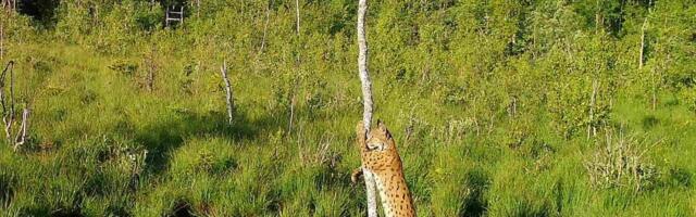 FOTO | Nagu leopard! Rajakaamera ette sattus eriti kauni kasukaga ilves