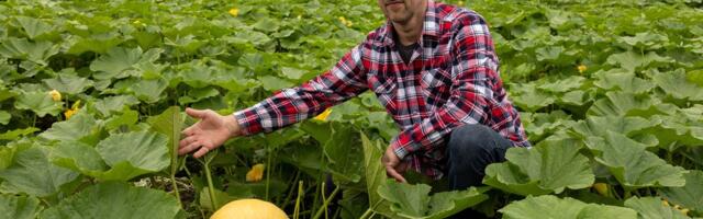 Tänavune kõrvitsasaak pääses viimasel hetkel hävingust