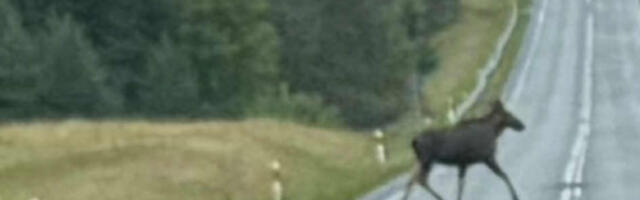 Ettevaatust: põtradel on jooksuaeg